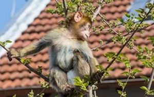 Un singe magot en couche-culotte dans le jardin d’une zone pavillonnaire de Sevran !