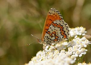 La Noctuelle peltigère nouveau papillon du parc du Sausset à Aulnay-sous-Bois