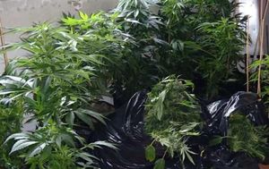 Un père et son fils cultivaient du cannabis dans leur jardin au Blanc-Mesnil