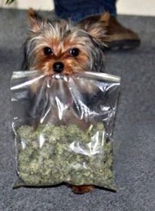 Un chien permet la saisie de 14 kg de cannabis au Bourget !
