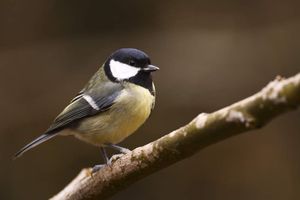 Demoiselle mésange cherche compagnon