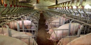 Salon de l’agriculture : L’agriculture a tout à gagner dans l’écologisation de ses pratiques