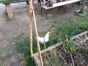 Poules : réduction des déchets alimentaires, joie de vivre et œufs …