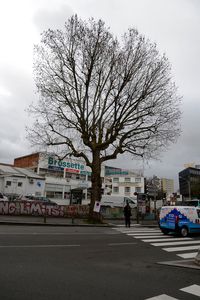 Nature en ville, platane avenue du général de Gaulle, Bagnolet Écologie écrit au Département