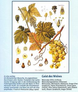 wein