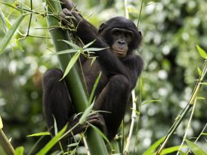 LES GRANDS SINGES NOUS ENVIENT-ILS ?(CITATION POUR LE TRAVAIL)