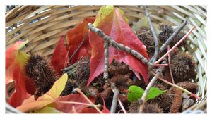 tombe les feuilles