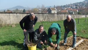 Le secret de la greffe des arbres fruitiers