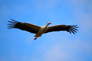 Les oiseaux d'Arreux