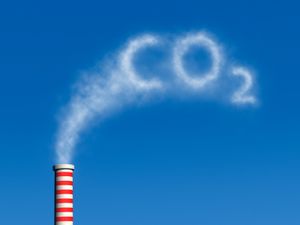L'Homme, espèce animale la plus stupide de la planète ?