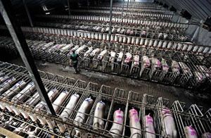 Cet article peut mieux faire pour lutter contre la crise du porc !