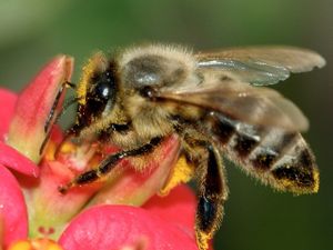 Protéger les abeilles, c'est protéger l'Homme !