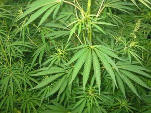 Le mieux serait-il l'ennemi du bien en matière de consommation de cannabis ?