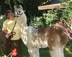 STAGE D'INITIATION A LA COMMUNICATION ANIMAL