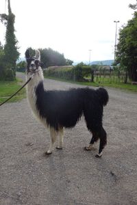 Education et mise en confiance d’un lama.