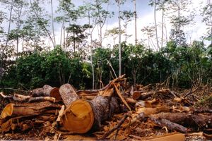 Déforestation : 170 millions d’hectares pourraient disparaitre d’ici 2030, selon le WWF