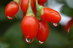 Les baies de goji: vertus, recettes...