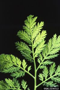 Artemisia et cancer