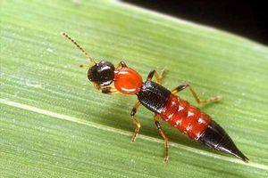 Divers, to avoid getting divorced, beware of ACID FLIES!