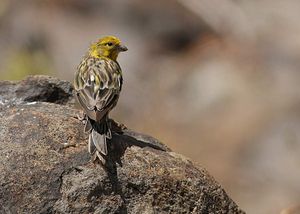 Serin des Canaries.