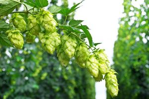 Du houblon bio en circuit court !