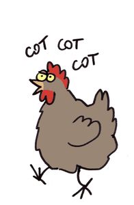 Poussins de poules marans