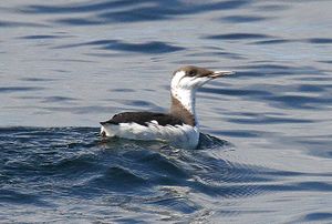 Appel à mécénat. Aidez-nous à étudier et à protéger les oiseaux et les dauphins du Mor Braz !