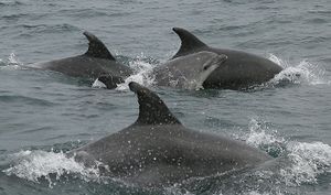 Appel à mécénat. Aidez-nous à étudier et à protéger les oiseaux et les dauphins du Mor Braz !