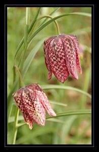 Fritillaire : noire ou pintade? sec ou humide?