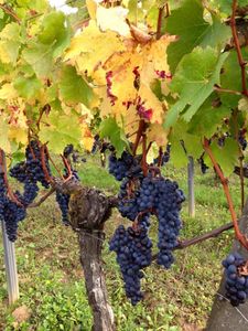 Tour des vignes et des chais
