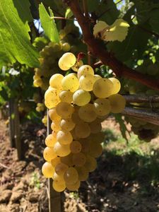 Vendanges des blancs - suite