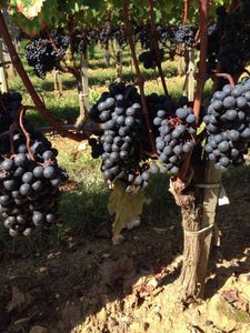 Vendanges 2016 à Valandraud