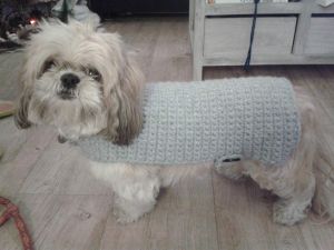 Un manteau pour chien