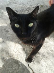 Une très gentille minette abandonnée