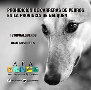 Stop aux courses de lévriers dans la province de Neuquen Argentine