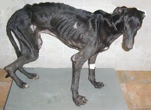Pétition SOS Galgos Espagne pour la fin des tortures infligées aux Galgos