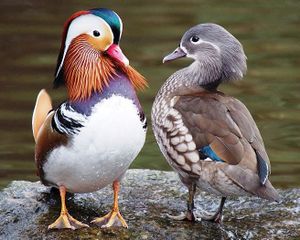 Couple de canards mandarins, à gauche, le mâle