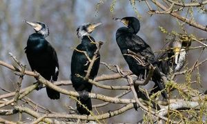 Fin des tirs de régulation des grands Cormorans !