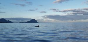Immersion île Maurice, Dodo Trail