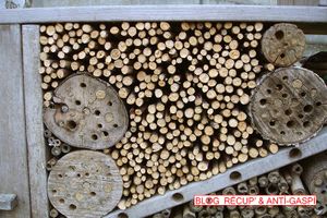 Tailles des framboisiers pour hôtel à insectes