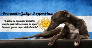 En Argentine aussi, les Galgos sont maltraités, torturés