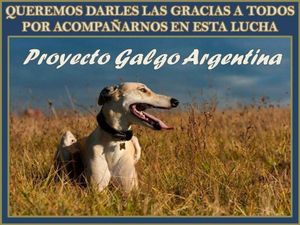 Terrible déception pour la fin des courses de lévriers en Argentine