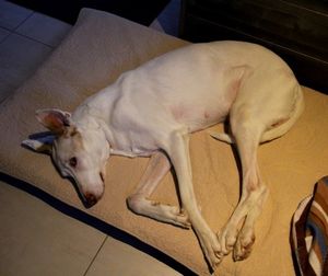 Podenco MUZZ profite enfin de la vie. Merci Sylvie.
