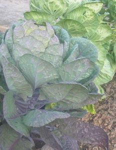 Soigner son l’alimentation en mangeant des chou de Bruxelles