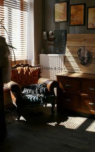 galgo noir zèbré