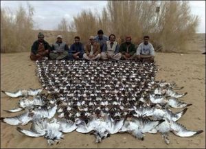 De la chasse du prince à la voiture à air comprimé