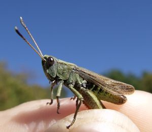 Sortie Naturaliste à la RNN Coteaux de Seine_ 28 Aout 2015