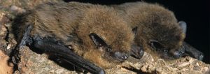 19ème nuit internationale de la chauve-souris_ 29 & 30 Aout 2015