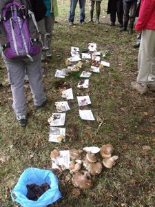 Sortie naturaliste aux environs de Mantes la Jolie le Samedi 8 Octobre 2016