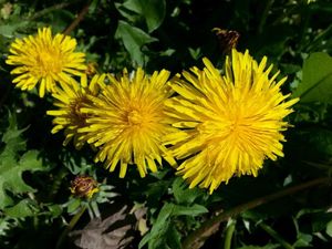 Dent de lion ou asteraceae de printemps